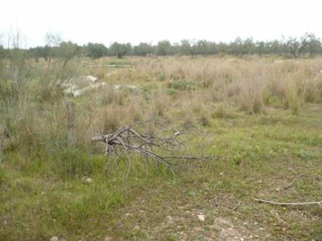 Terreno en venta en Carmona, Carmona photo 0