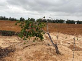 Chalet en venta en Bollullos par del Condado, Bollullos Par Del Condado photo 0