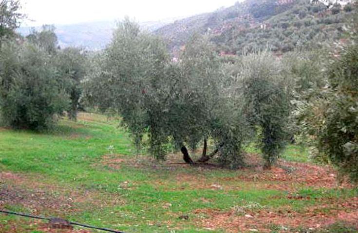 Parcela en venta en Iznatoraf, Andalucia photo 0