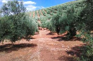 Parcela en venta en Segura de la Sierra, Andalucia photo 0