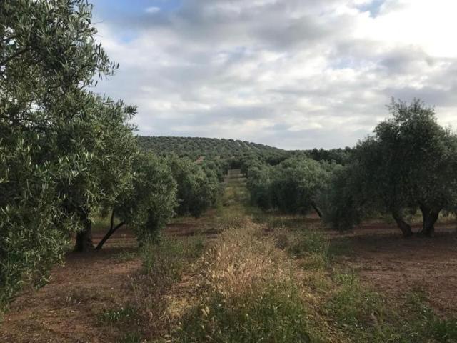 Chalet en venta en Úbeda, Ubeda photo 0