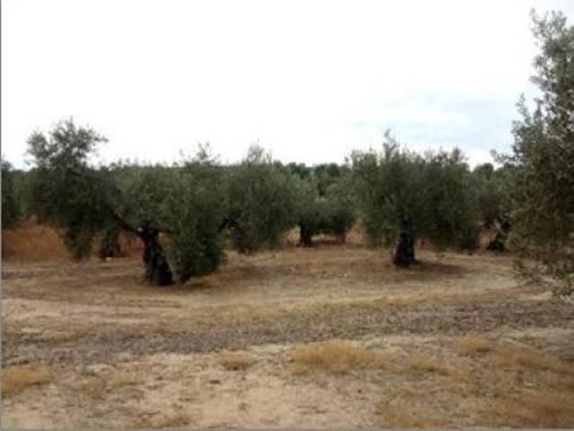 Parcela en venta en Lopera, Andalucia photo 0