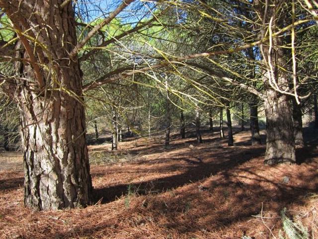 Terreno en venta en Yecla photo 0