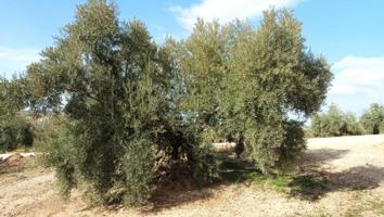 Terreno en venta en Benamejí, Benamejí photo 0