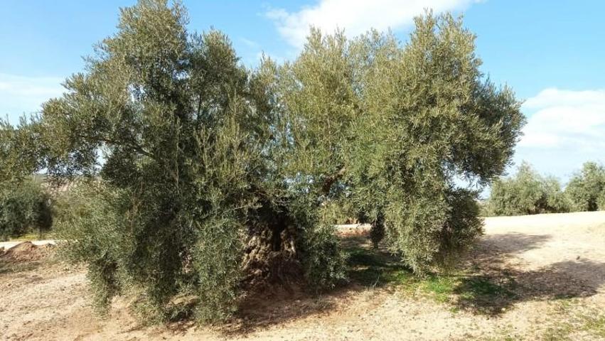 Terreno en venta en Benamejí, Benamejí photo 0