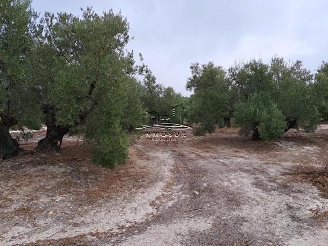 Terreno en venta en Lucena, Lucena photo 0