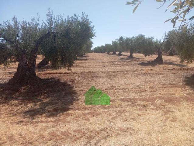 Terreno en venta en Montijo, LOS ARENALES photo 0