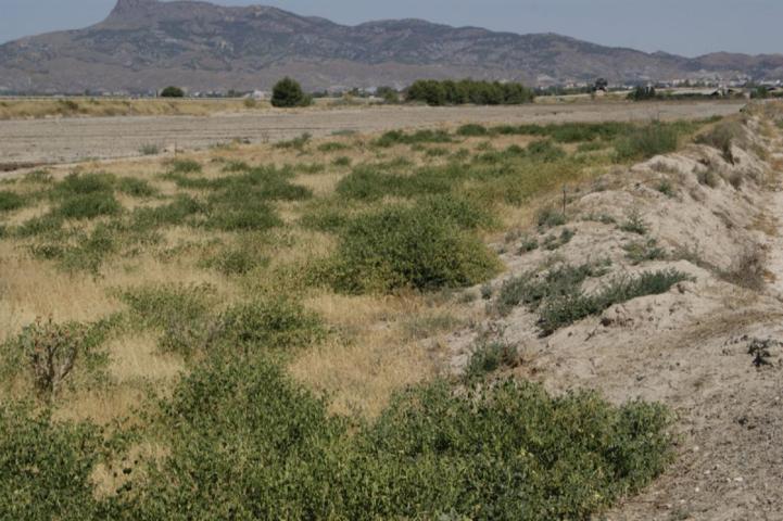 Parcela en venta en Lorca, Campillo photo 0