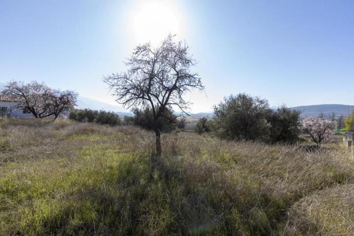 Terreno en venta en Padul, Avda. de Andalucía photo 0