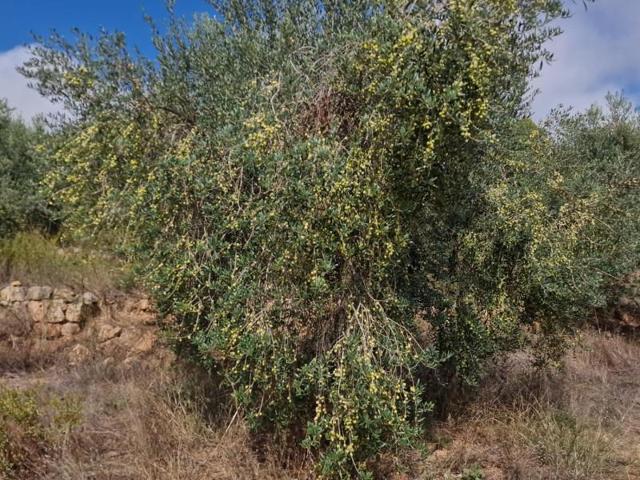 Chalet en venta en Bovera, Bovera photo 0