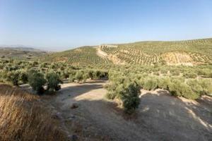 Terreno en venta en Alfacar, Alfacar photo 0