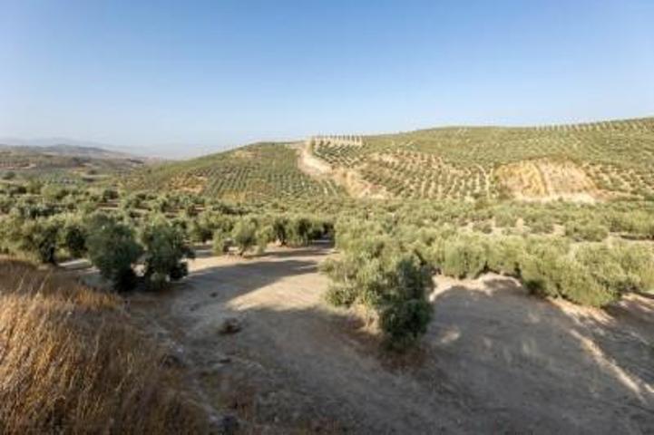 Terreno en venta en Alfacar, Alfacar photo 0