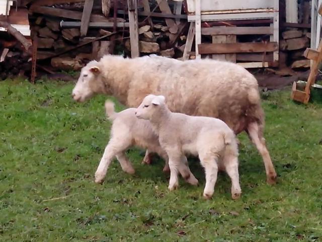 Terreno en venta en Gijón, Área de Gijón photo 0