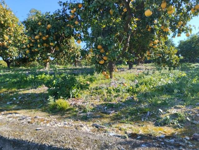 Terreno en venta en Pego, Campo photo 0