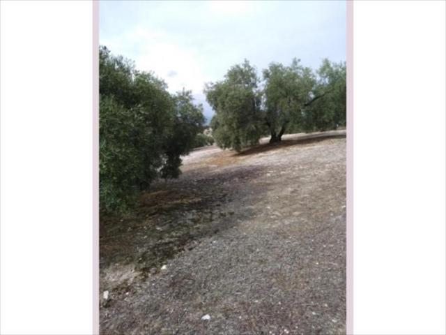 Terreno en venta en Rute, Llanos de Don Juan photo 0