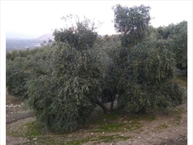 Terreno en venta en Lucena, Lucena photo 0