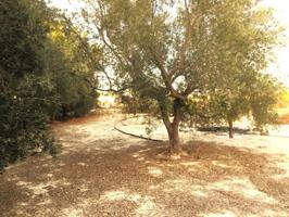 Terreno en venta en Molina de Segura, Los Valientes photo 0