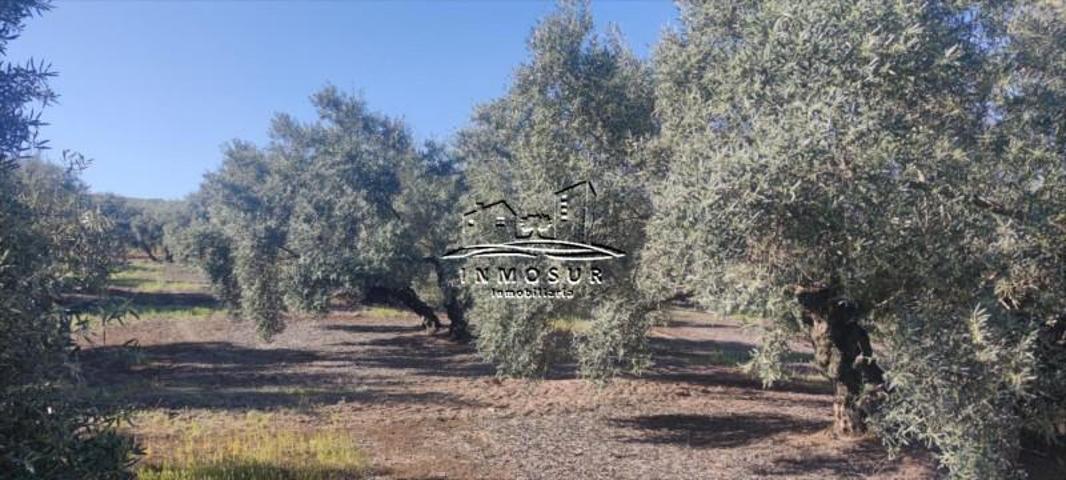 Terreno en venta en Lucena, Lucena photo 0