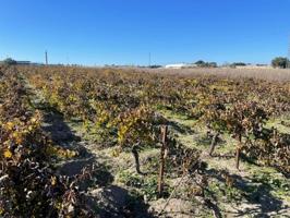 Terreno en venta en Sanlúcar de Barrameda, Ctra Jerez-Ctra del Puerto photo 0