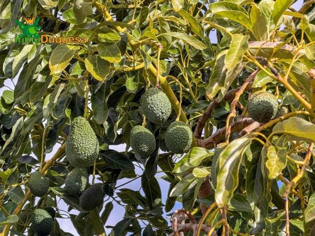 Chalet en venta en Vélez de Benaudalla, Costa tropical photo 0