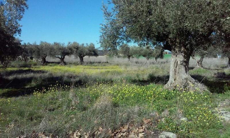 Terreno en venta en Talavera de la Reina, El Casar De Talavera photo 0