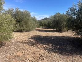 Terreno en venta en Jorquera, Jorquera photo 0