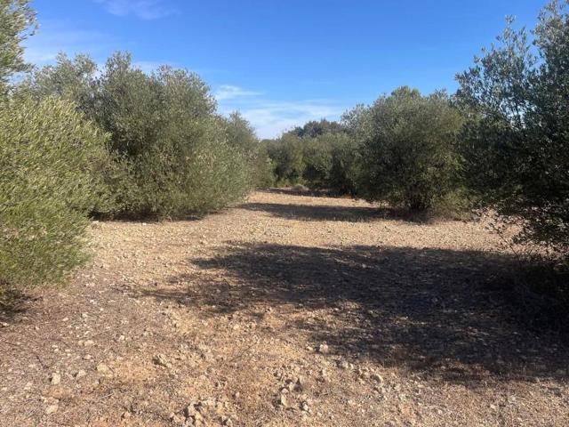 Terreno en venta en Jorquera, Jorquera photo 0