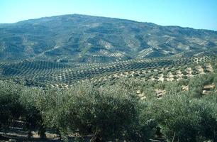 Parcela en venta en Villacarrillo, Andalucia photo 0
