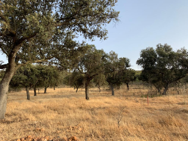 Terreno en venta en Calamonte, LAS CABRERIZAS, 06800 photo 0