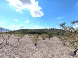 Parcela en venta en Yecla, Yecla photo 0