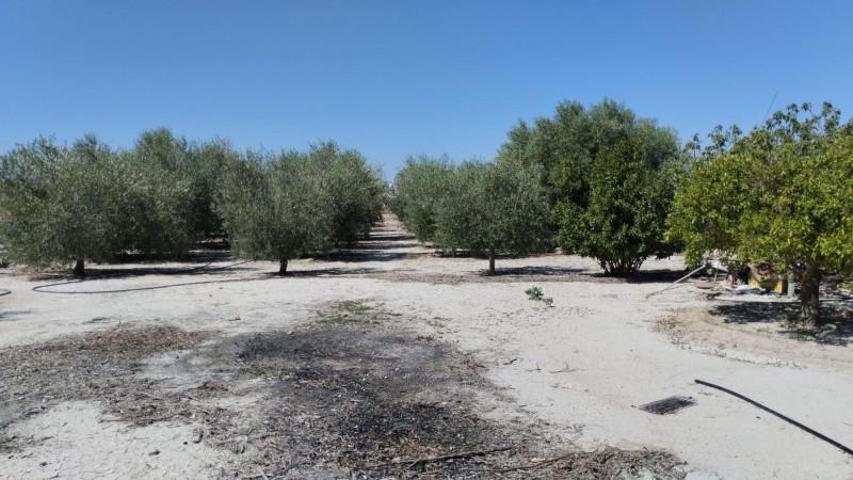 Terreno en venta en Molina de Segura, El panderon photo 0