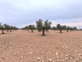 Parcela en venta en Yecla, Ayuntamiento photo 0