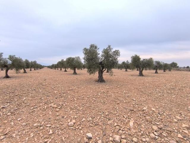 Parcela en venta en Yecla, Ayuntamiento photo 0