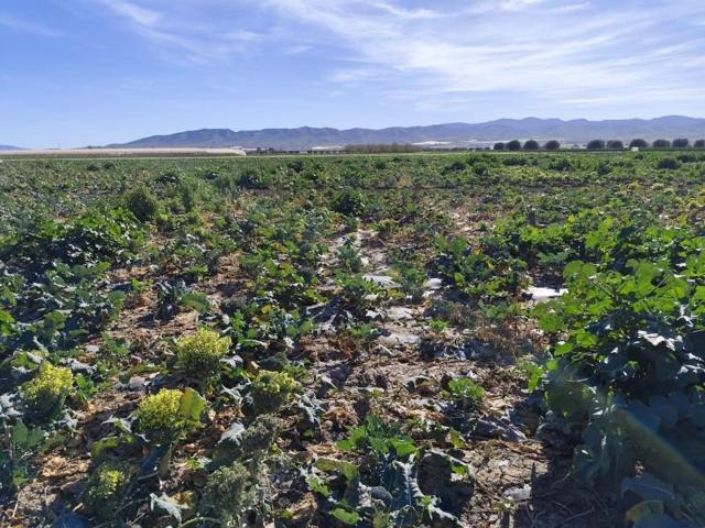 Terreno en venta en Totana, Lebor alto photo 0