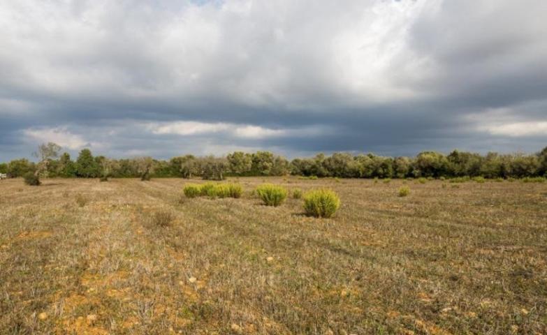 Terreno en venta en Campos, Son mas photo 0