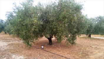 Terreno en venta en Lucena, Lucena photo 0