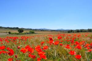 Chalet en venta en Muro, Muro photo 0
