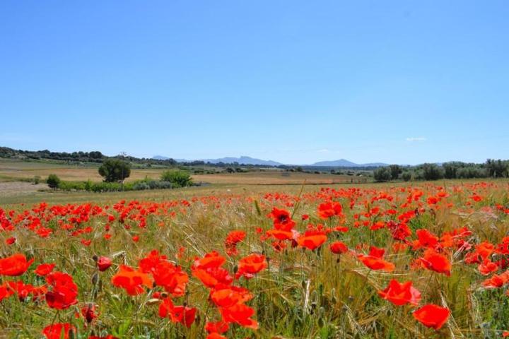 Chalet en venta en Muro, Muro photo 0