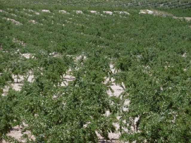 Parcela en venta en Jumilla, Jumilla centro photo 0