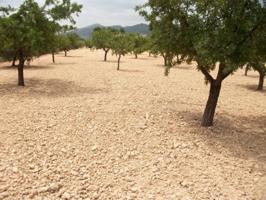 Terreno en venta en Monovar-Monover, CAMPO photo 0