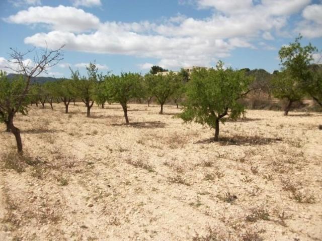 Terreno en venta en Monovar-Monover, Monóvar - Zona Paraje La Pedrera photo 0