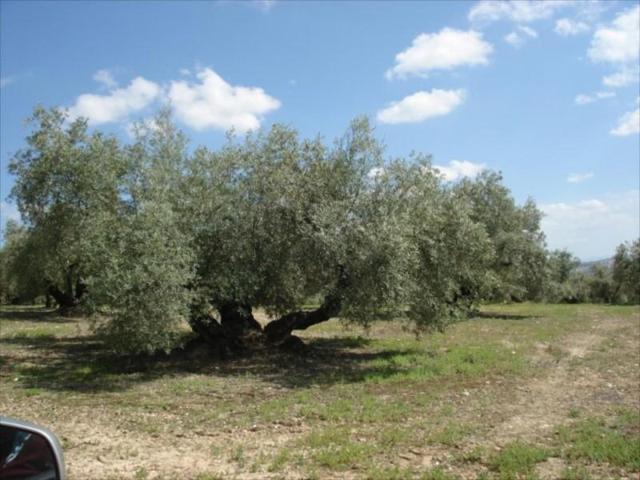 Terreno en venta en Lucena, Lucena photo 0