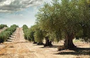 Terreno en venta en Rossell, Comunidad valenciana photo 0