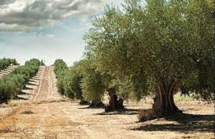 Terreno en venta en Rossell, Comunidad valenciana photo 0