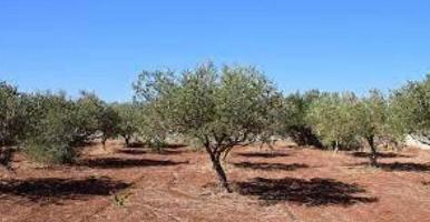 Terreno en venta en Rossell, Comunidad valenciana photo 0