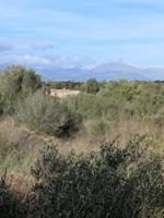 Terreno en venta en Sineu, Área de Sineu photo 0