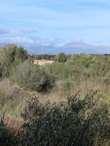 Terreno en venta en Sineu, Área de Sineu photo 0