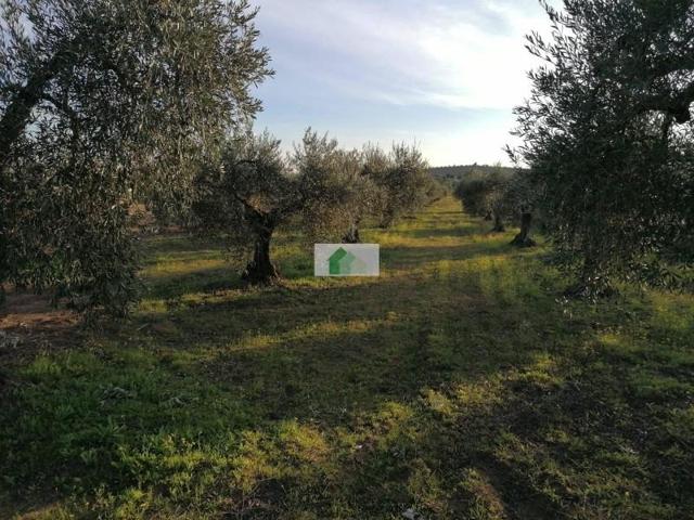 Terreno en venta en Montijo, LOS ARENALES photo 0