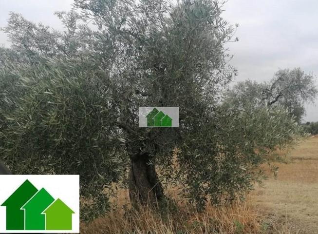 Terreno en venta en Montijo, LOS ARENALES photo 0