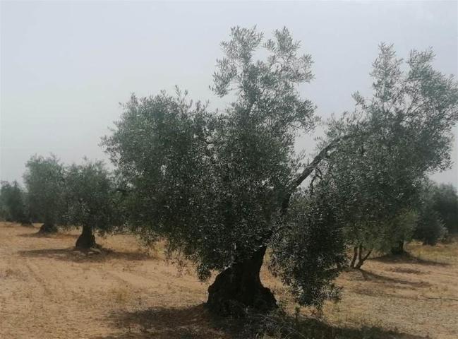 Terreno en venta en Montijo, EL COTO photo 0